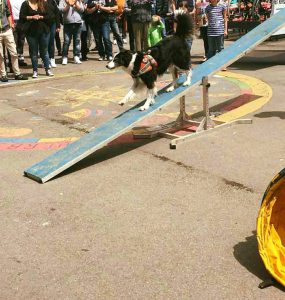 Cocco zeigt was sie kann - Vorführung DRK Bonlanden 2016