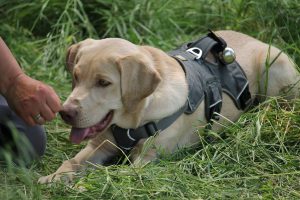 Harley im Training - Trainingscamp Tschechien 2017
