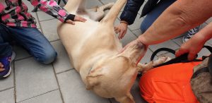 Harley liebt die Zuwendung der Kinder - Tierheimfest Böblingen 19.05.2019