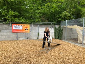 Auch die Kleinsten durften zeigen, was sie können - Tierheimfest Böblingen 19.05.2019