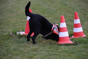 Mephisto im Training im F3 Fellbach