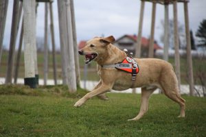Winnie im Training im F3 Fellbach