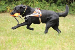 Mephisto im Training in Neuhausen