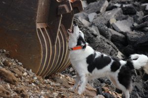 Leo im Training in Filderstadt