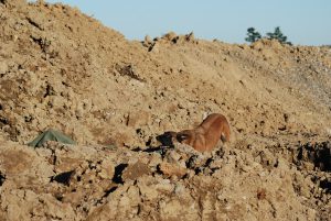 Nugget im Training in Bretten