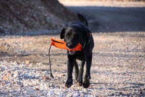 Mephisto im Training in Bretten
