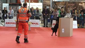 Animal 2019: Peeve hat die Person im Karton gefunden