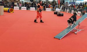 Animal 2019: Cocco auf der Wippe