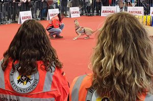 Animal 2019: Harley bei der Anzeigeübung