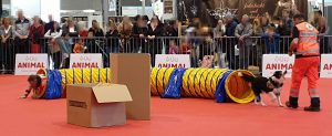 Animal 2019: Cocco hat den Helfer im Tunnel gefunden und angezeigt