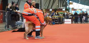 Animal 2019: Watson startet in die Suche