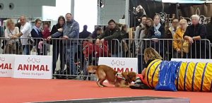 Animal 2019: Watson hat die Person im Tunnel gefunden