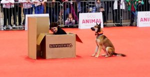 Animal 2019: Basti hat die Person gefunden und zeigt diese durch Bellen an