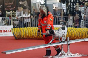 Animal 2019: Mera auf der Wippe