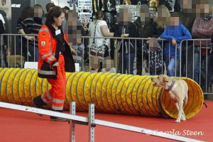 Animal 2019: Harley läuft durch den Tunnel