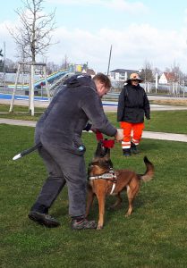 F3 Fellbach - Wolf spielt mit Rettungshündin Nugget // März 2020