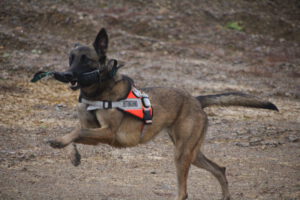 Training im Steinbruch: Chilli