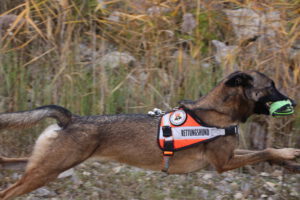 Training im Steinbruch: Chilli