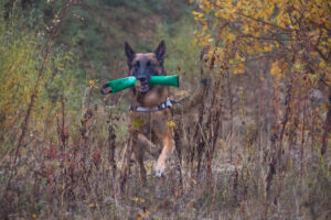 Training im Steinbruch: Nugget