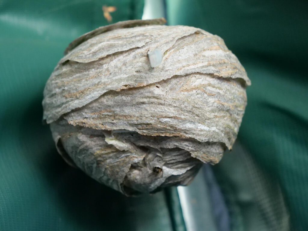 Wespennest der sächsischen Wespen im Gerätezelt