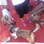 Unsere 4-beinigen Läufer Basti, Lila und Mandy Spendenlauf 2017 - unsere 4-beinigen Läufer Basti, Lila und Mandy