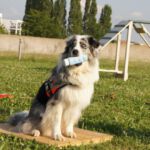 Elja 30.06.2018 Vorführung Lange Fildernacht Elja