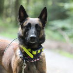 Rettungshündin Nugget mit dem zum GPS Gerät passenden GPS Halsband Suchgruppenhelfer-Schulung - Rettungshündin Nugget mit dem zum GPS Gerät passenden GPS Halsband
