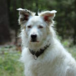 Krümel hört auch ganz aufmerksam zu Suchgruppenhelfer-Schulung - Krümel hört auch ganz aufmerksam zu