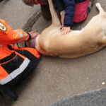 Harley geniesst die Aufmerksamheit - Tierheimfest Esslingen 2019
