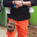 Eine ungewöhnliche Helferposition bei der Vorführung - Tierheimfest Esslingen 2019