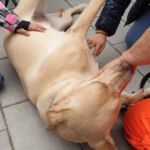 Harley liebt die Zuwendung der Kinder - Tierheimfest Böblingen 19.05.2019