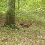 Rettungshundetraining - Bad Mergentheim Bad Mergentheim 2019 - Rettungshundetraining