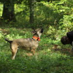 Basti hat eine Person gefunden und zeigt diese an Basti im Training in Merklingen