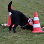 Mephisto hat eine Person gefunden Mephisto im Training im F3 Fellbach