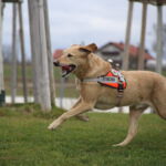 Winnie in der Suche Winnie im Training im F3 Fellbach