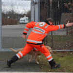 Winnie wird in die Suche geschickt Winnie im Training im F3 Fellbach