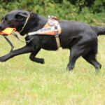 Mephisto war erfolgreich und bringt seine Bestätigung zu seiner Hundeführerin Mephisto im Training in Neuhausen