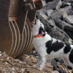 Leo bei der Anzeige einer Person Leo im Training in Filderstadt