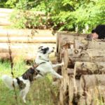 Leo hat eine Person gefunden und zeigt diese an Leo im Training in Merklingen