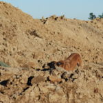 Nugget im Training in Bretten Nugget im Training in Bretten