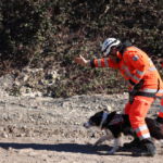 Cocco wird in die Suche geschickt Cocco im Training in Bretten