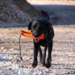Mephisto war erfolgreich und bringt seine Bestätigung zu seiner Hundeführerin Mephisto im Training in Bretten