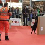 Animal 2019: Peeve hat die Person im Karton gefunden Animal 2019: Peeve hat die Person im Karton gefunden