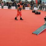 Animal 2019: Cocco auf der Wippe Animal 2019: Cocco auf der Wippe