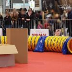 Animal 2019: Cocco hat den Helfer im Tunnel gefunden und angezeigt Animal 2019: Cocco hat den Helfer im Tunnel gefunden und angezeigt