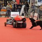 Animal 2019: Nero zeigt die Person an Animal 2019: Nero zeigt die Person an