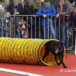 Animal 2019: Mephisto läuft durch den Tunnel Animal 2019: Mephisto läuft durch den Tunnel