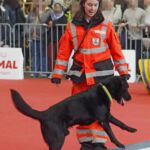 Animal 2019: Mephisto holt sich das Wippenbrett selbst runter zum drüber laufen Animal 2019: Mephisto holt sich das Wippenbrett selbst runter zum drüber laufen