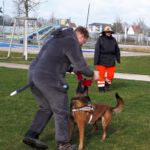 F3 Fellbach - Wolf spielt mit Rettungshündin Nugget // März 2020