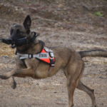 Chilli | Training im Steinbruch Training im Steinbruch: Chilli